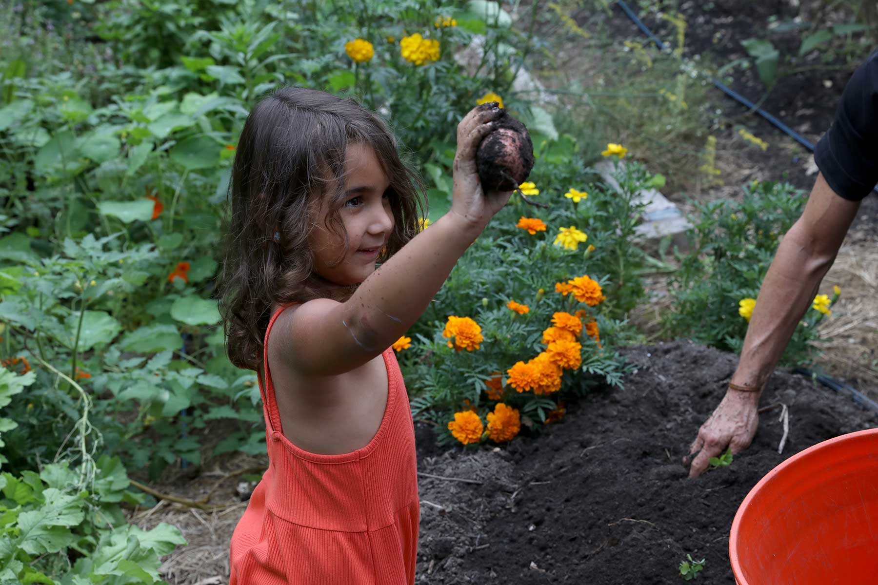 A girl stands in a patch of marigolds holding a potato she harvested